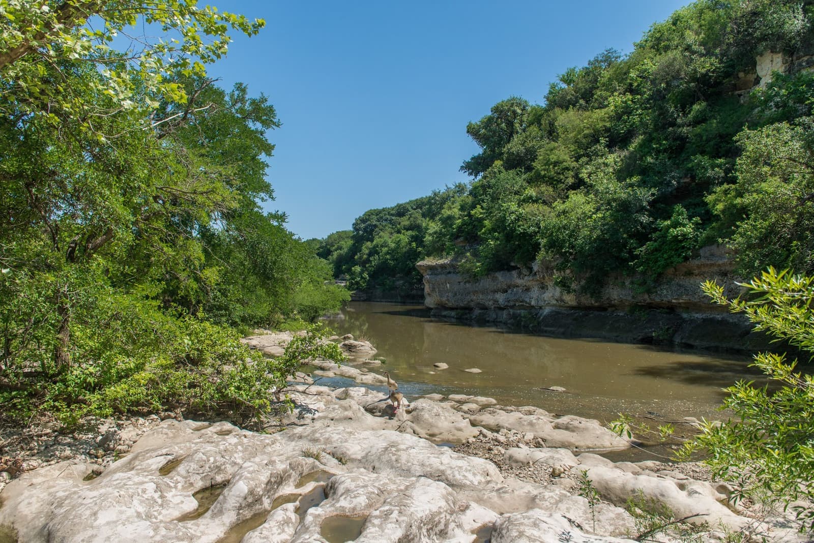 Cibolo
